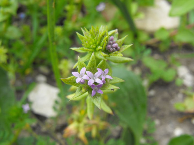 Sherardia arvensis