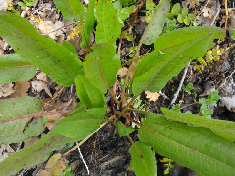 Rumex sp.