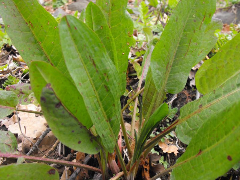 Rumex sp.