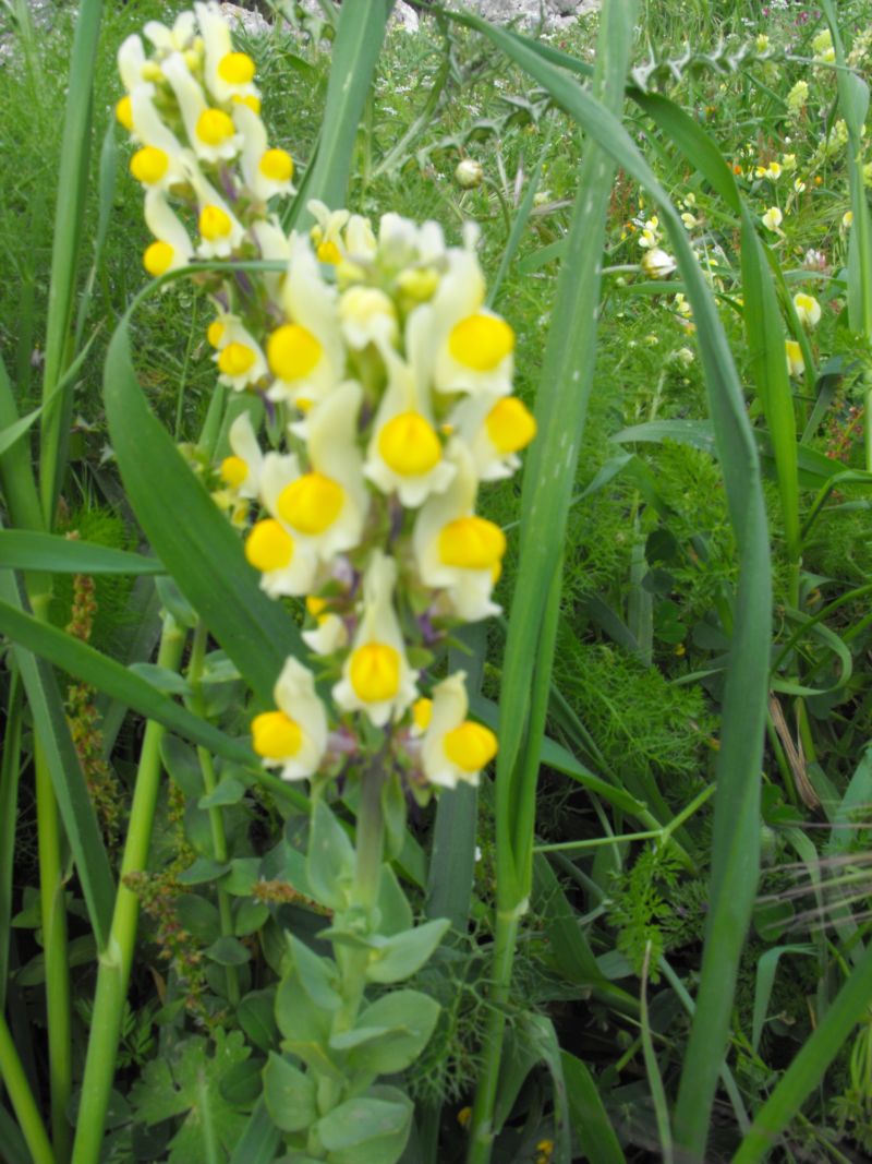 Linaria triphylla