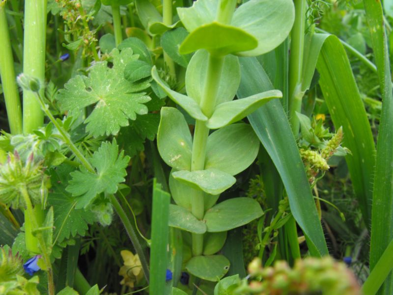 Linaria triphylla