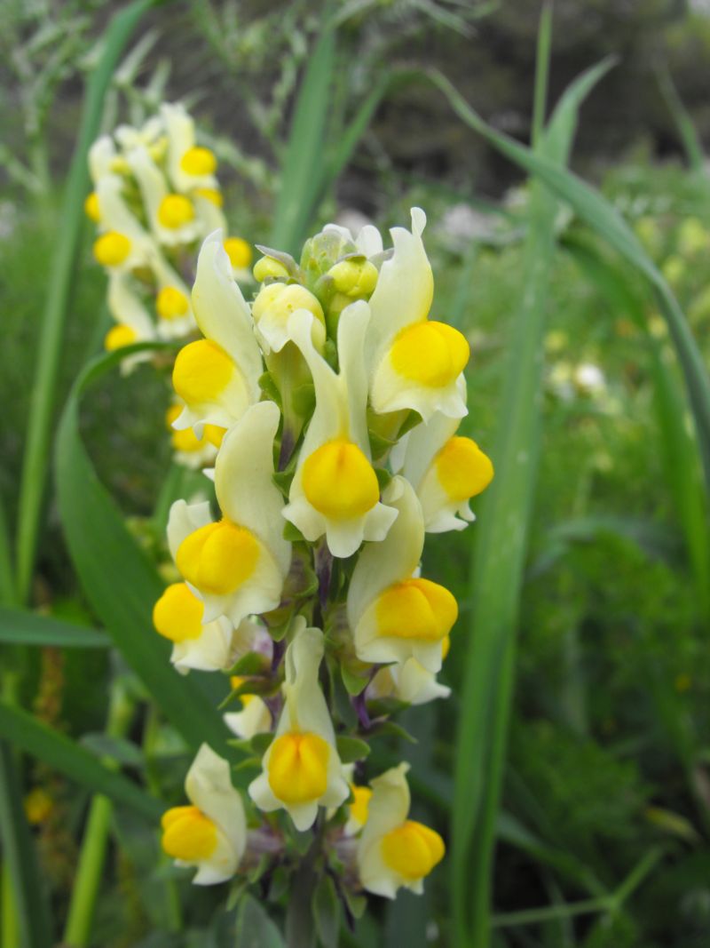 Linaria triphylla