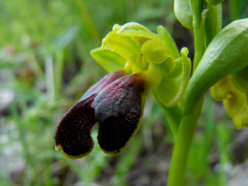 una Oprhys Fusca singolare..........