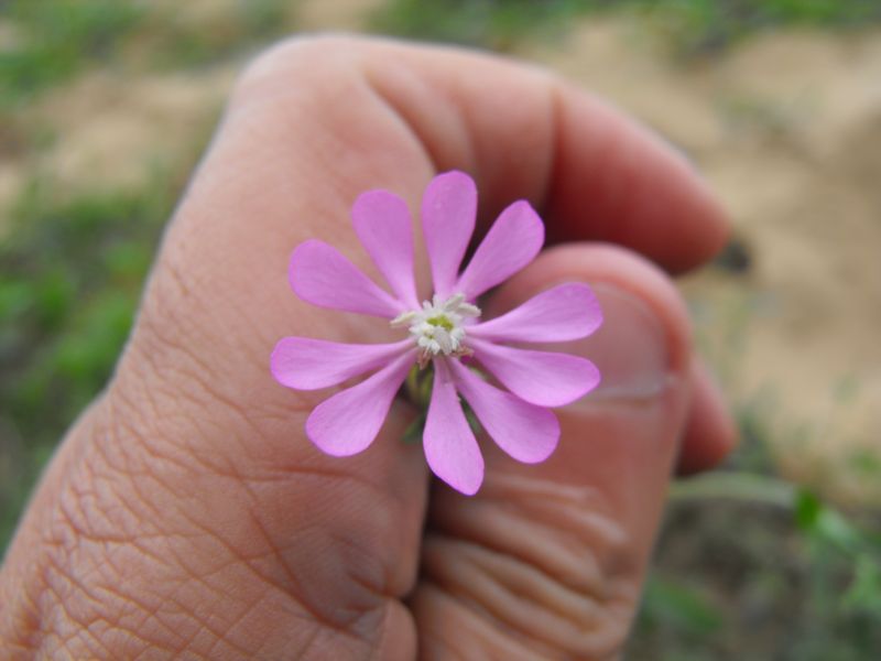 Silene colorata.......chiarimenti