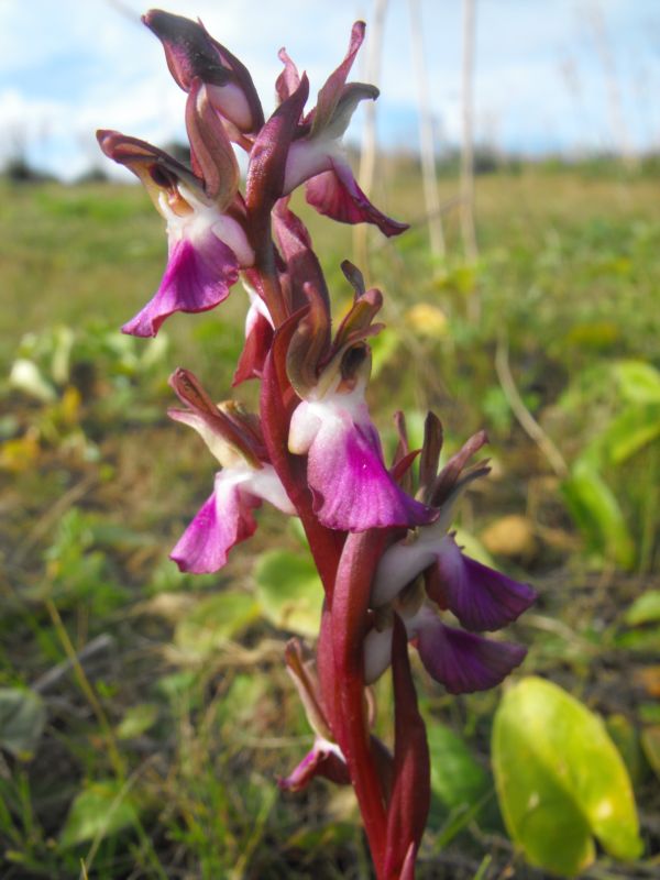 Anacamptis collina