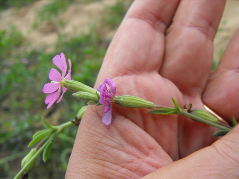 Silene colorata.......chiarimenti