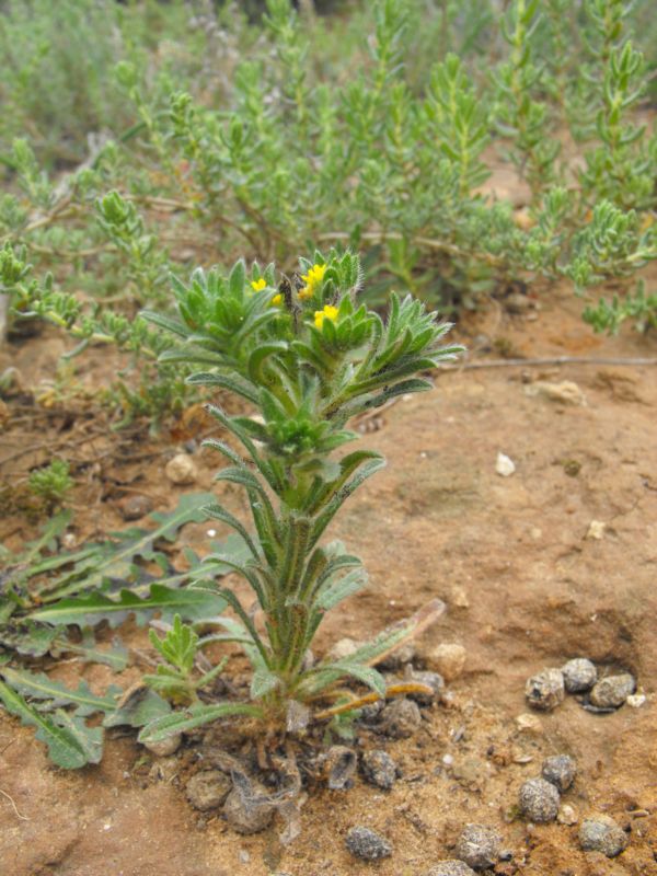 Neatostema apulum / Erba-perla gialla