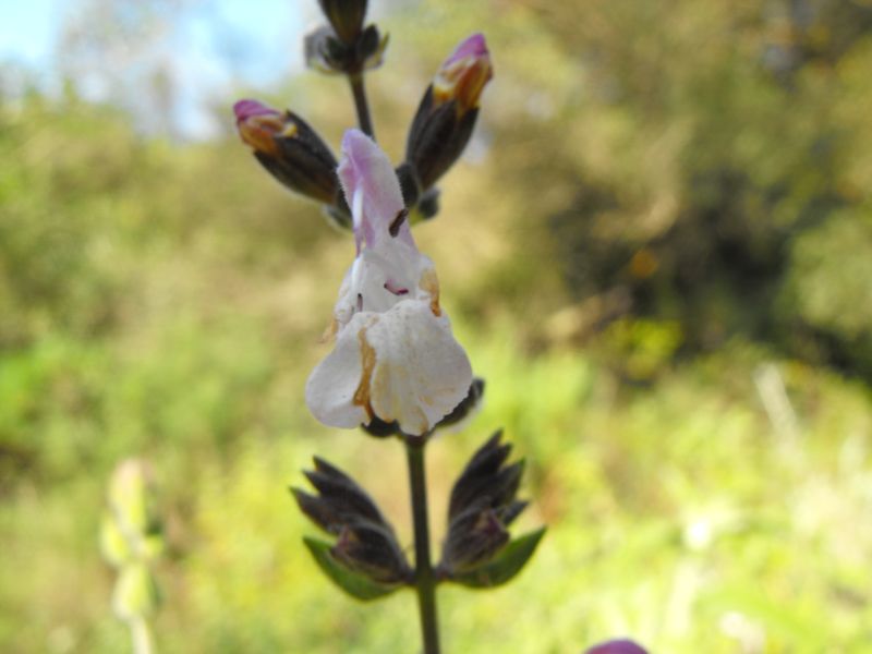 Salvia fruticosa / Salvia triloba