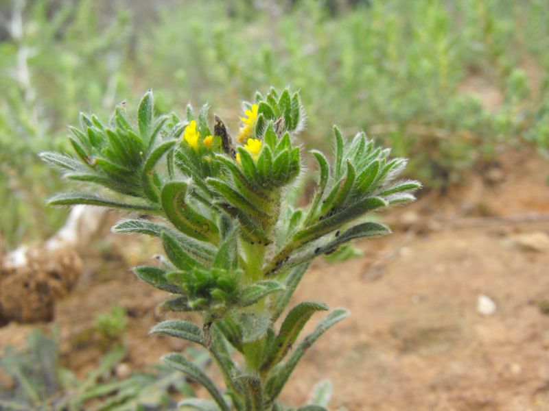 Neatostema apulum / Erba-perla gialla