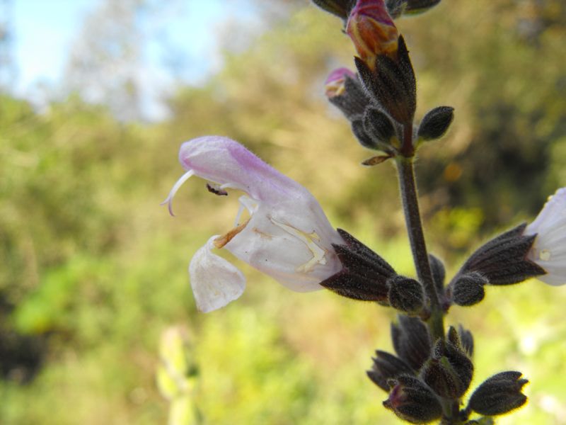 Salvia fruticosa / Salvia triloba