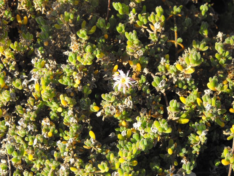 Drosanthemum hispidum (o floribundum)