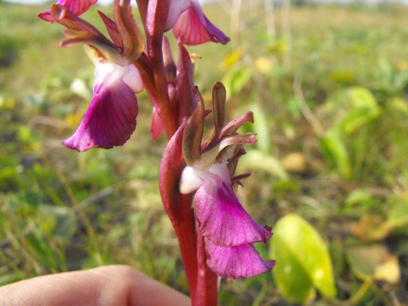 Anacamptis collina