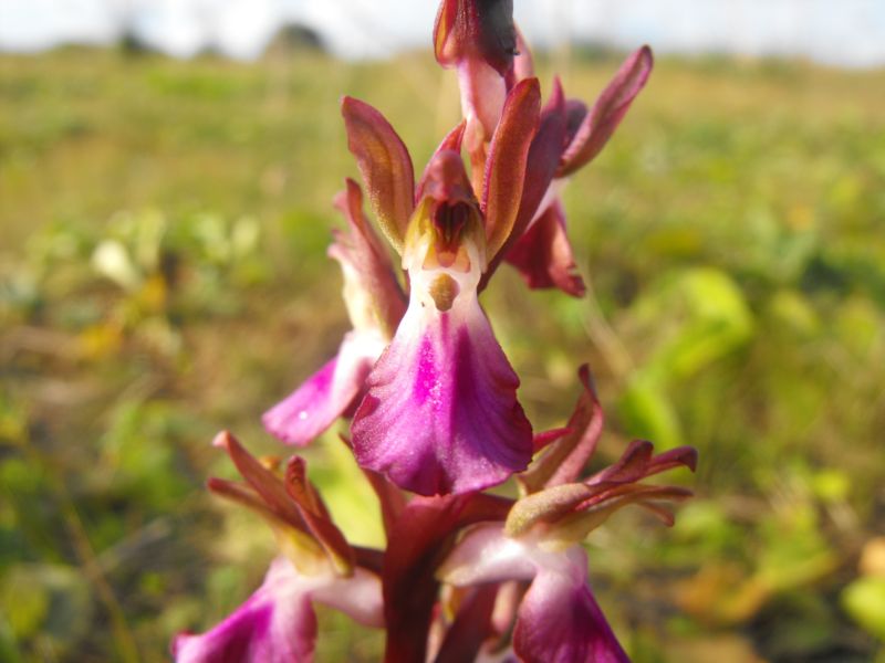 Anacamptis collina