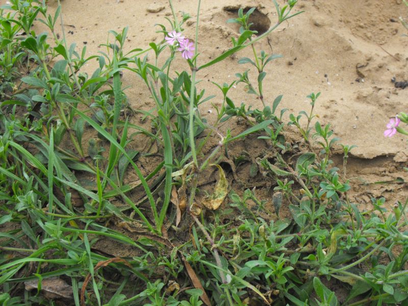 Silene colorata.......chiarimenti