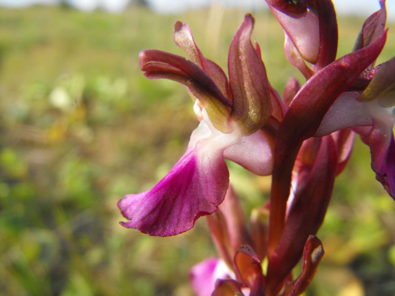 Anacamptis collina