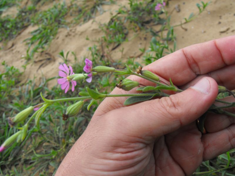 Silene colorata.......chiarimenti