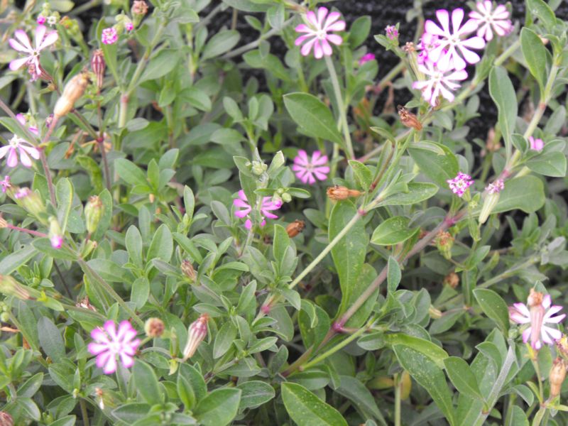 Silene colorata.......chiarimenti