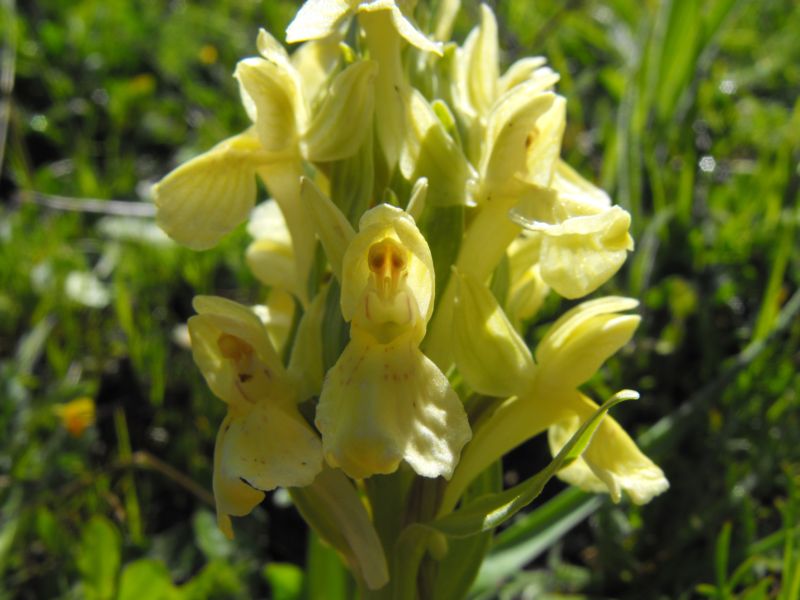 Carrellata di Dactylorhiza sambucina