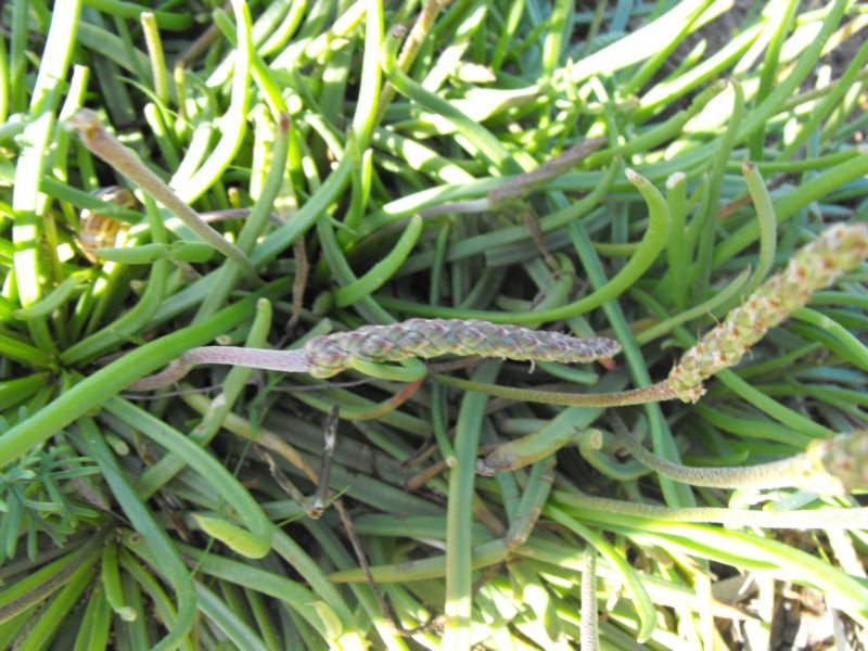 PLantago crassifolia / Plantago a foglie grasse