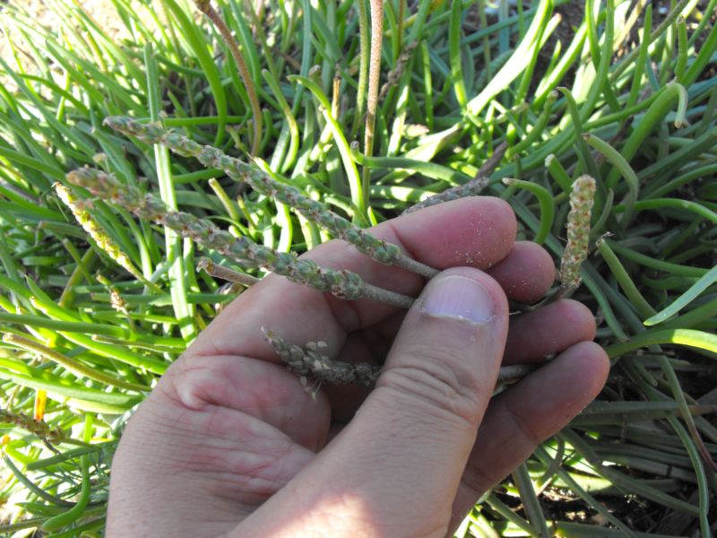 PLantago crassifolia / Plantago a foglie grasse