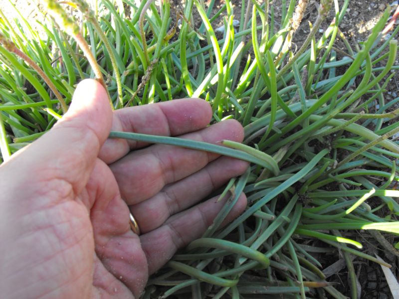 PLantago crassifolia / Plantago a foglie grasse