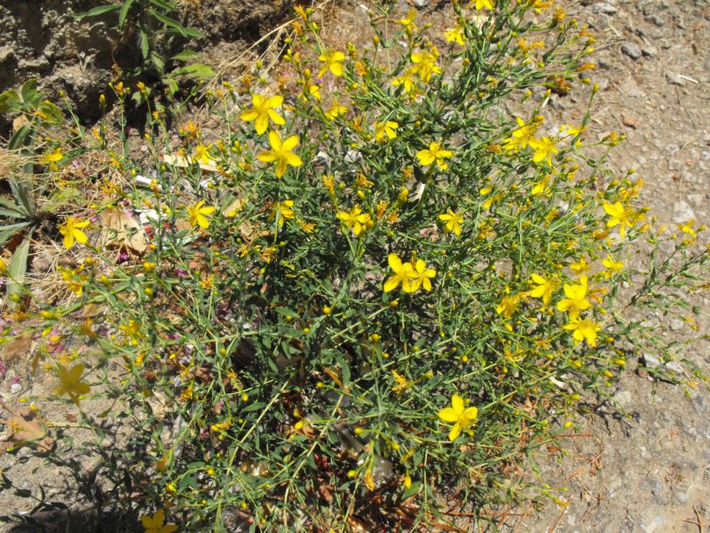 Hypericum triquetrifolium  / Erba di S.Giovanni crespa