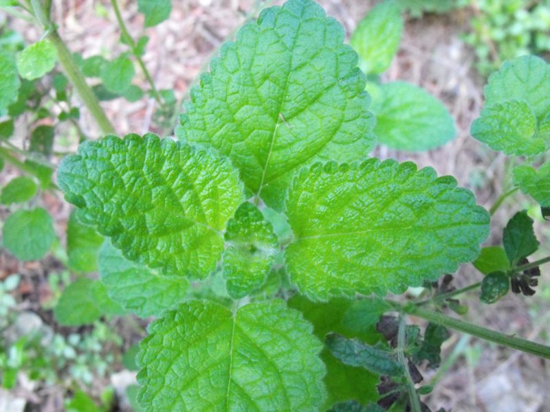 Melissa officinalis subsp. officinalis