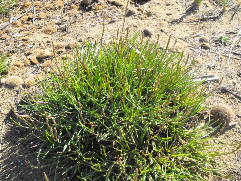 PLantago crassifolia / Plantago a foglie grasse