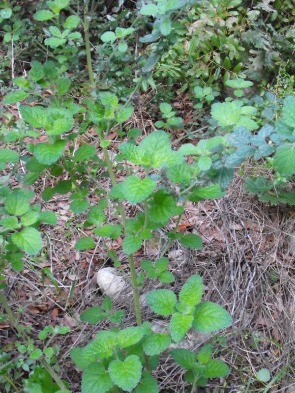 Melissa officinalis subsp. officinalis