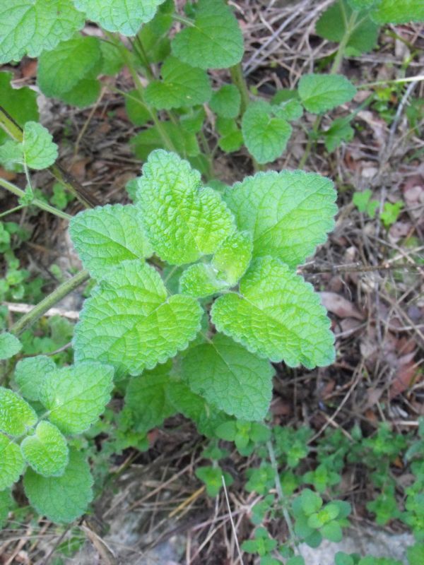 Melissa officinalis subsp. officinalis