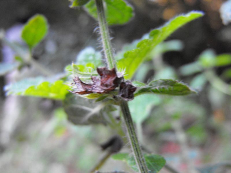 Melissa officinalis subsp. officinalis