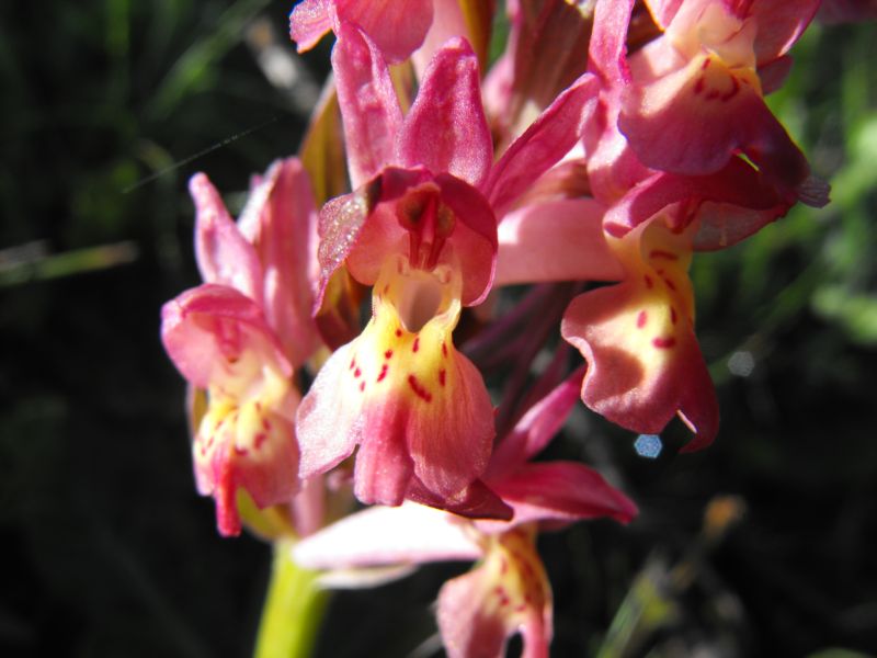 Carrellata di Dactylorhiza sambucina