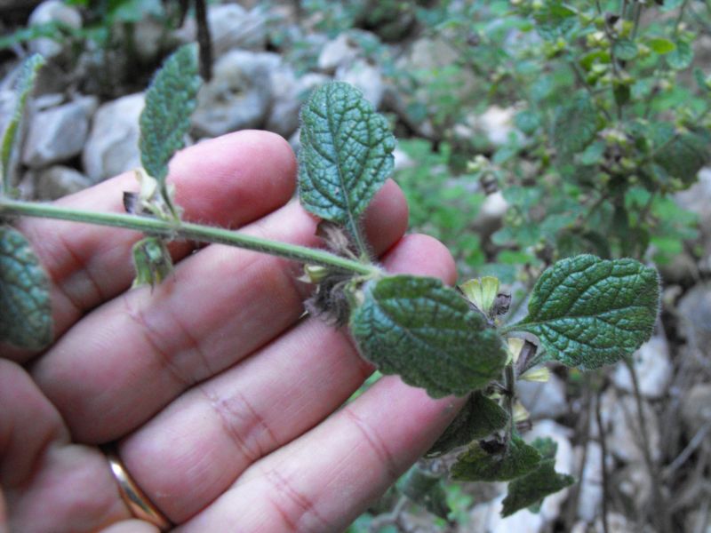 Melissa officinalis subsp. officinalis