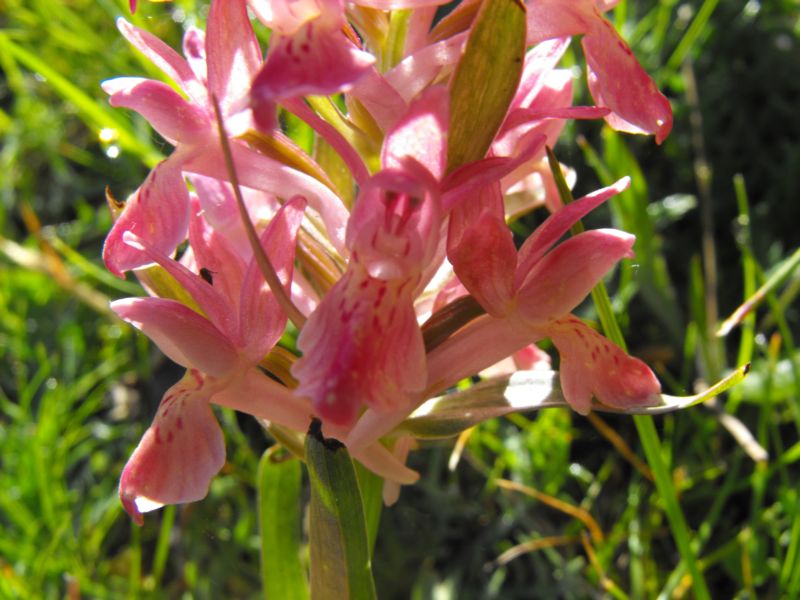 Carrellata di Dactylorhiza sambucina