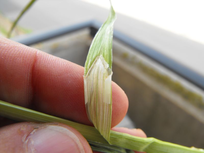 Carex otrubae (=Carex cuprina)   / Carice volpina