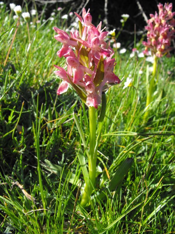 Carrellata di Dactylorhiza sambucina