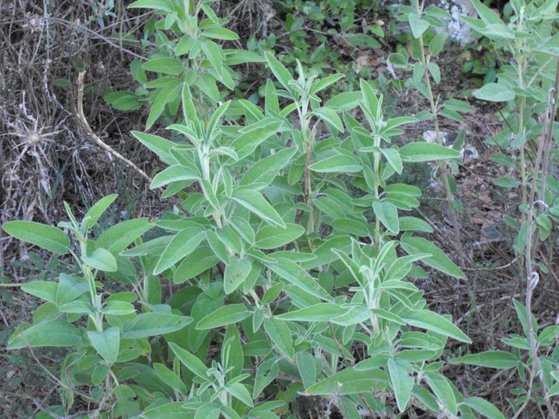 Salvia fruticosa / Salvia triloba