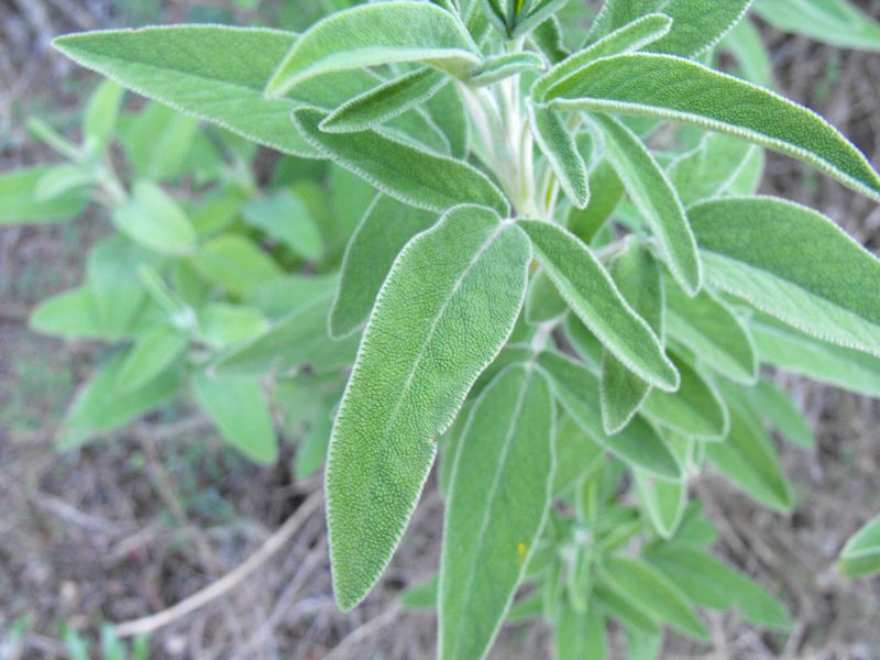 Salvia fruticosa / Salvia triloba