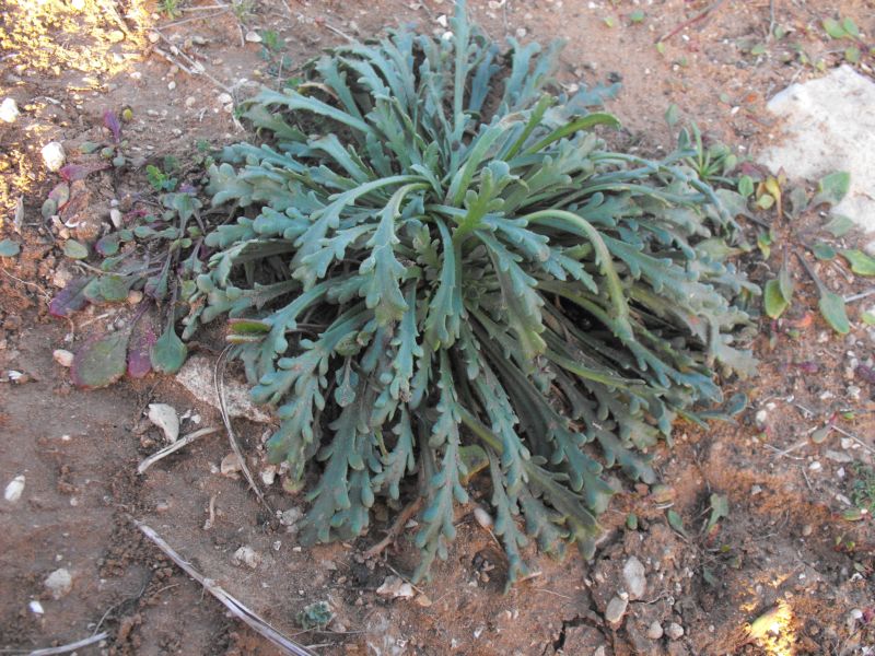 Plantago macrorrhiza Poir. / Piantaggine a radice grossa