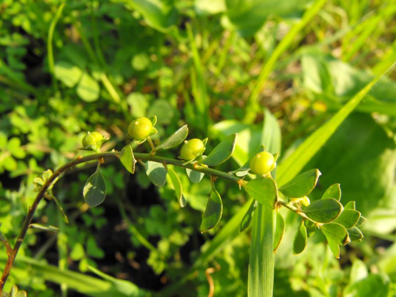 Andrachne Telephioides / porcellana greca