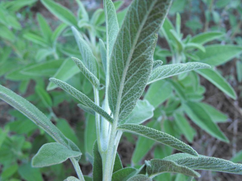 Salvia fruticosa / Salvia triloba