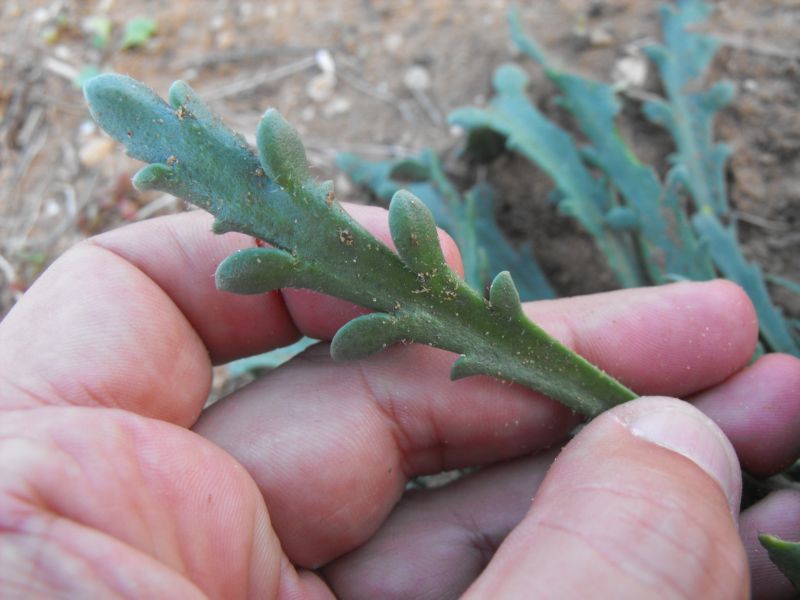 Plantago macrorrhiza Poir. / Piantaggine a radice grossa