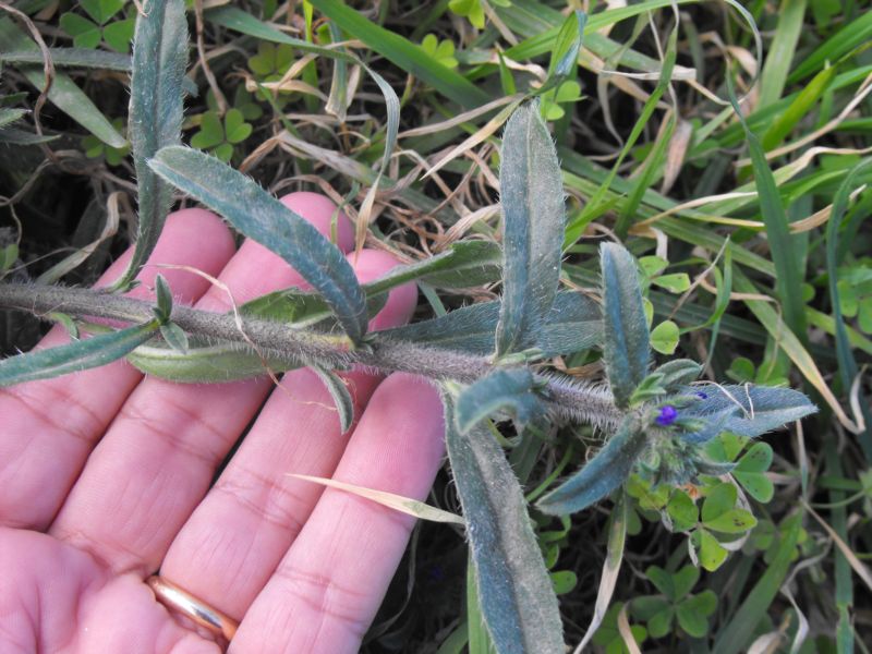 Echium arenarium / Viperina costiera