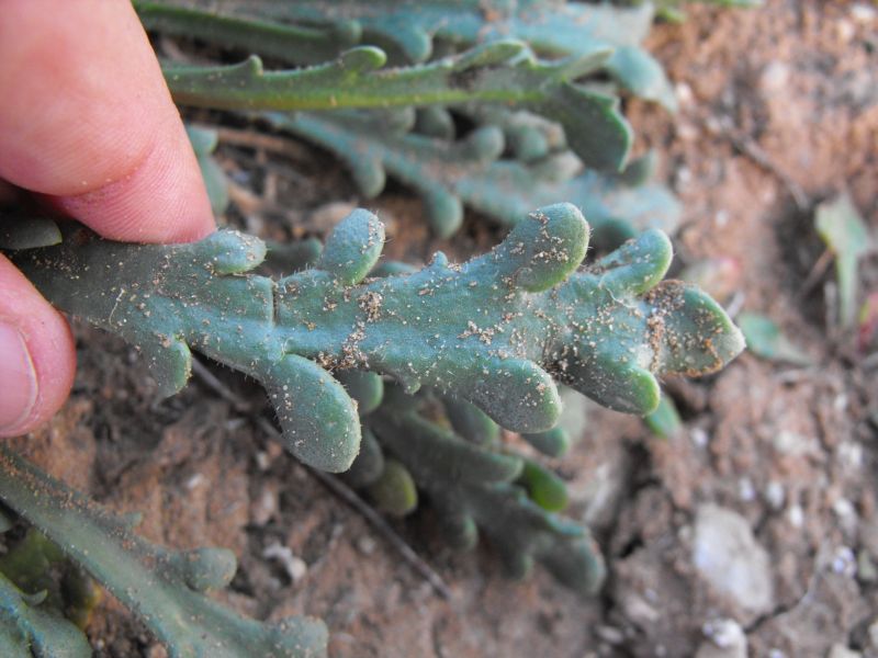 Plantago macrorrhiza Poir. / Piantaggine a radice grossa