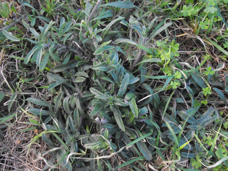 Echium arenarium / Viperina costiera