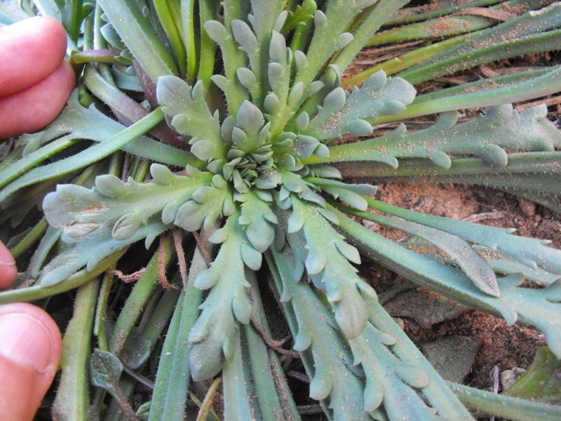 Plantago macrorrhiza Poir. / Piantaggine a radice grossa