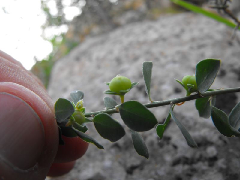 Andrachne Telephioides / porcellana greca