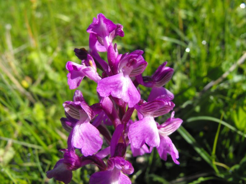 Orchis Morio......