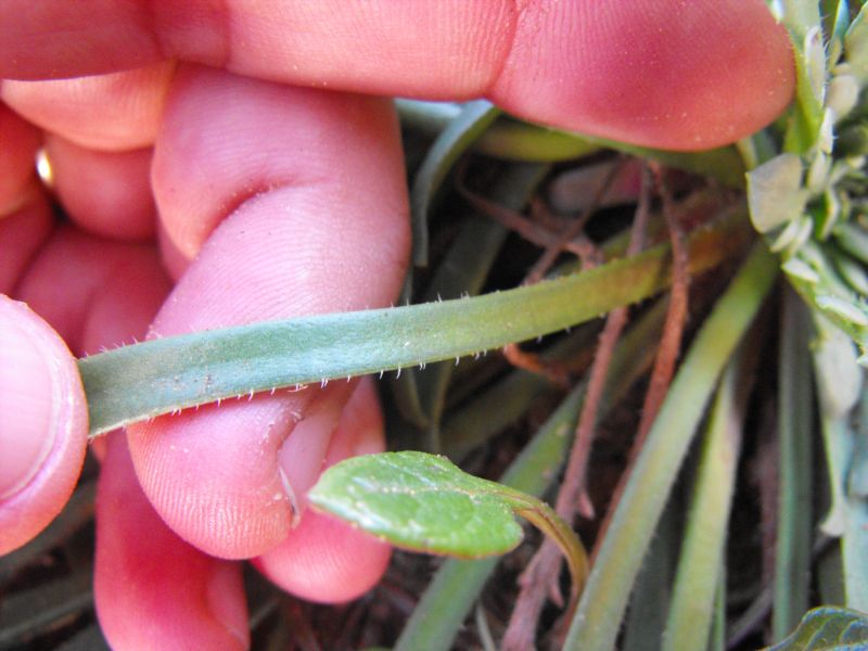 Plantago macrorrhiza Poir. / Piantaggine a radice grossa