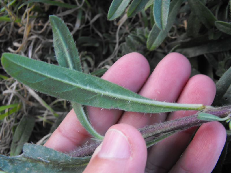 Echium arenarium / Viperina costiera